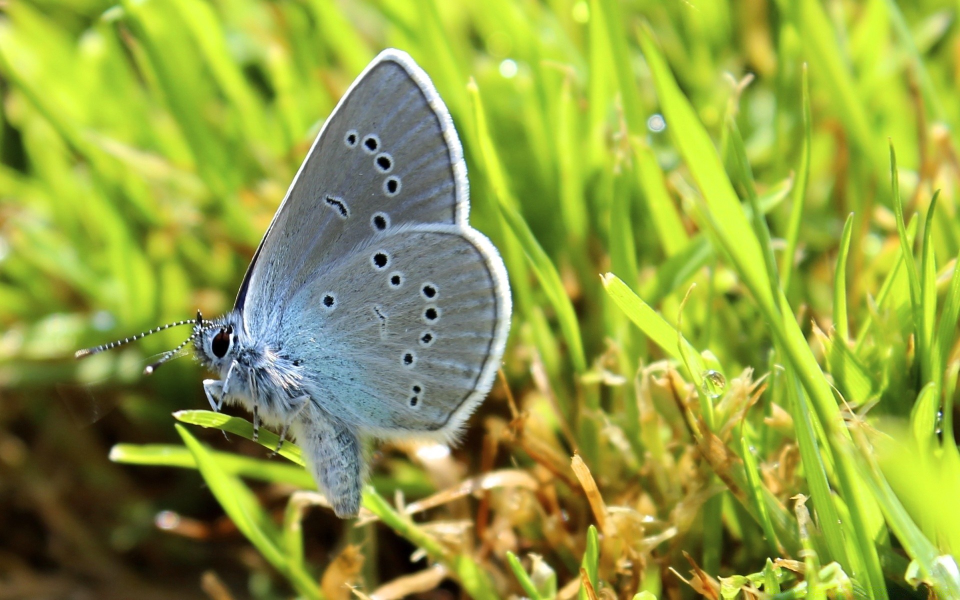 macro nature butterfly grass insect summer outdoors little garden hayfield animal wild flora leaf environment close-up wildlife wing season bright