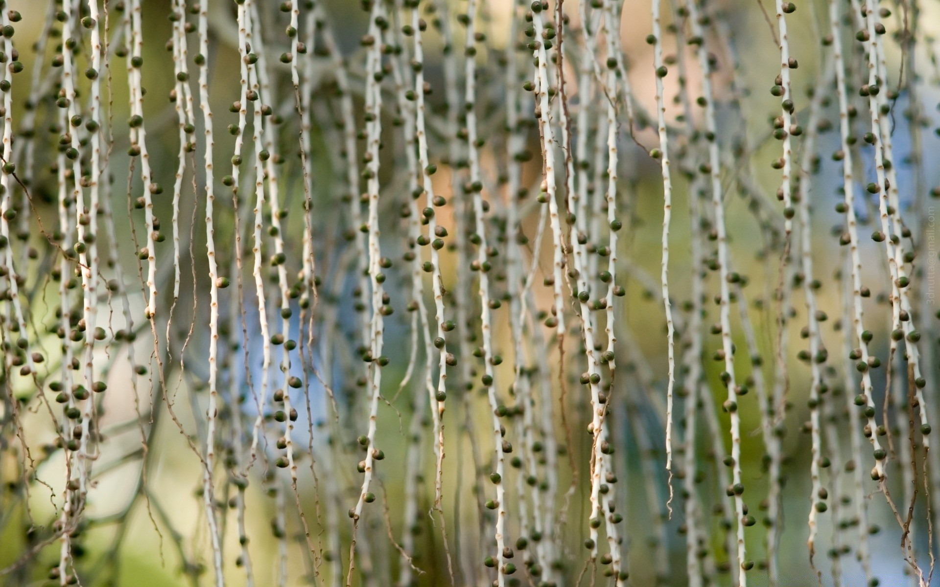 makroaufnahme natur scharf desktop flora muster textur im freien trocken schließen abstrakt sommer design wachstum farbe wirbelsäule kaktus blatt garten alt