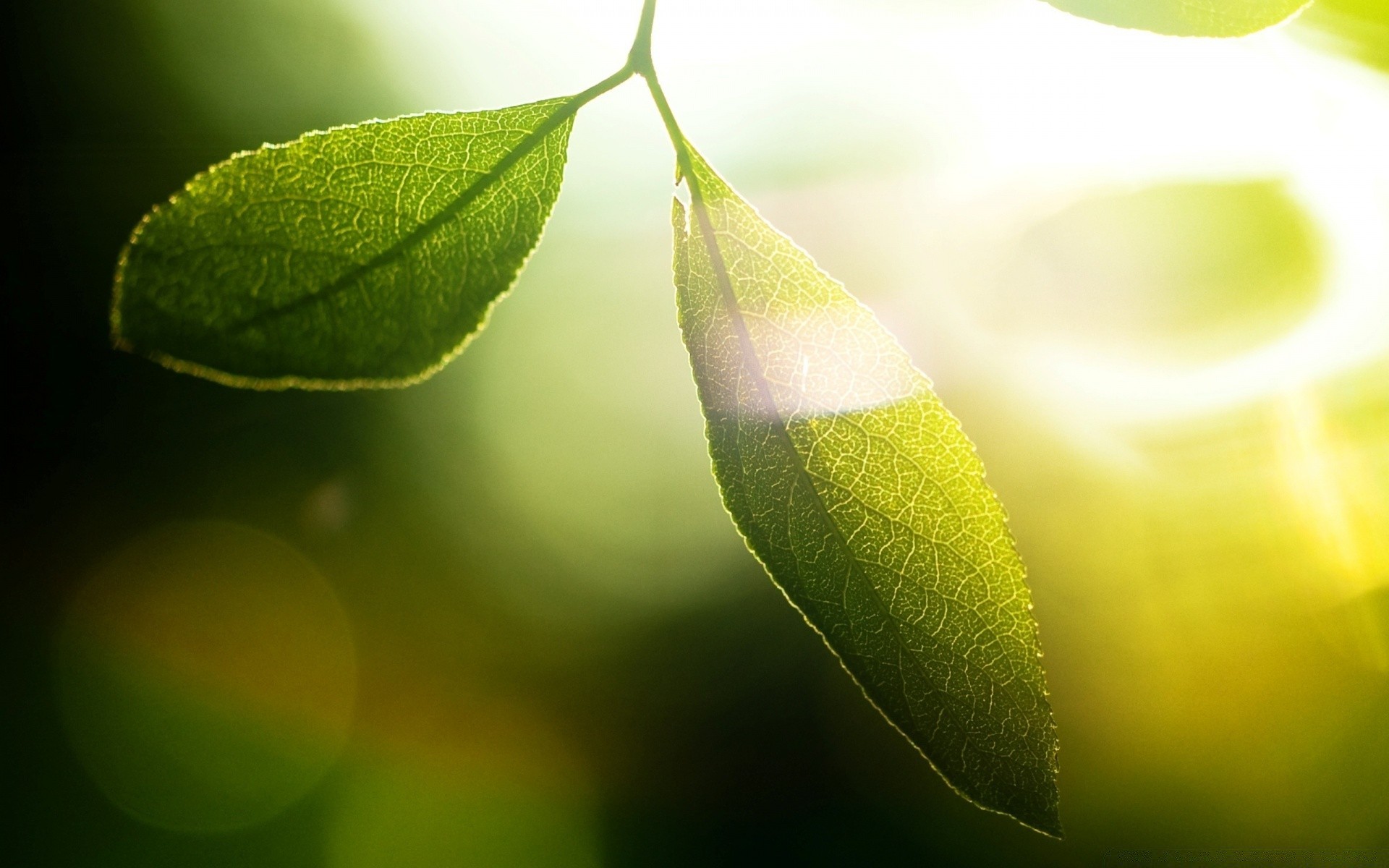 makro blatt natur flora wachstum regen tau sommer hell unschärfe fallen schließen licht garten dof