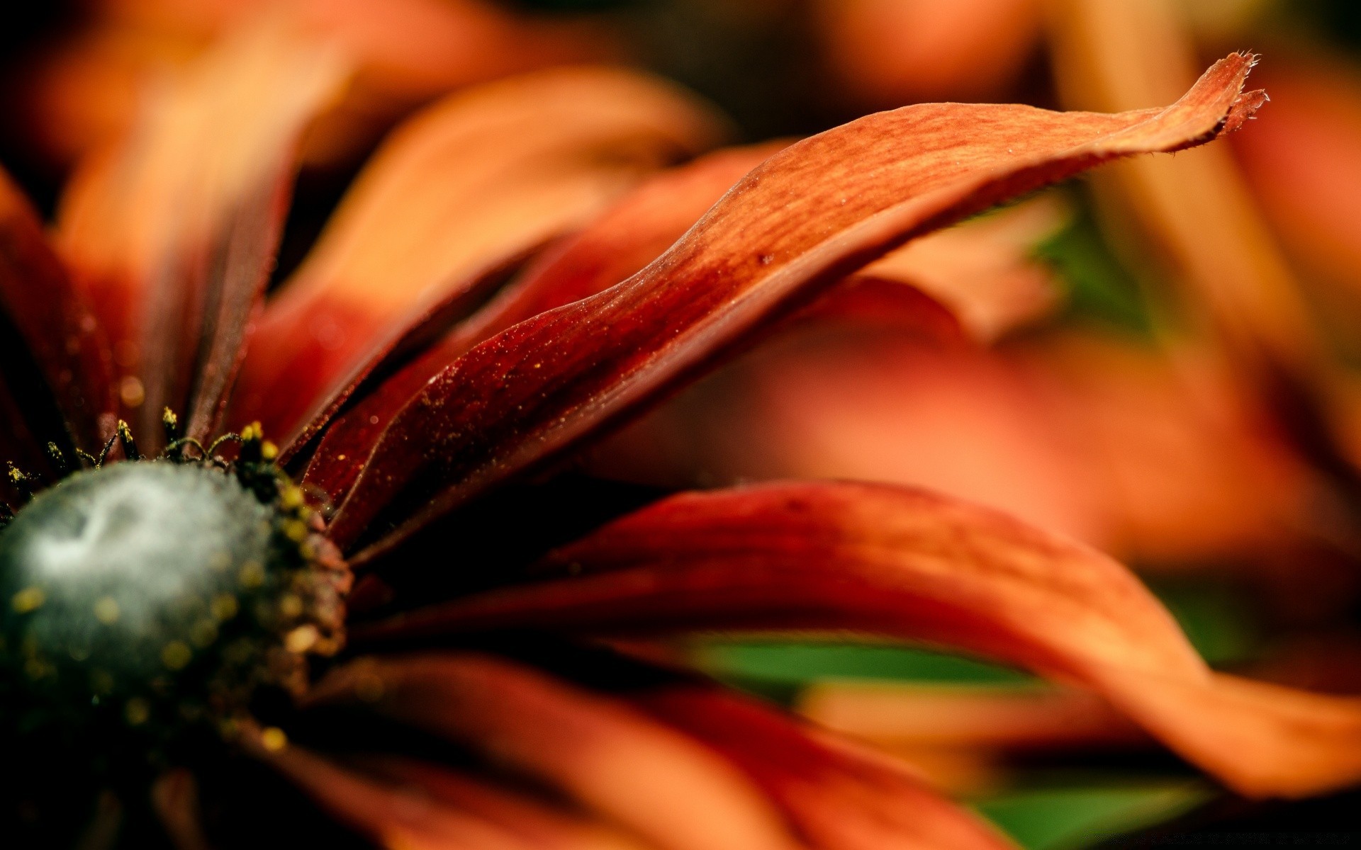 macro nature fleur flou feuille couleur été