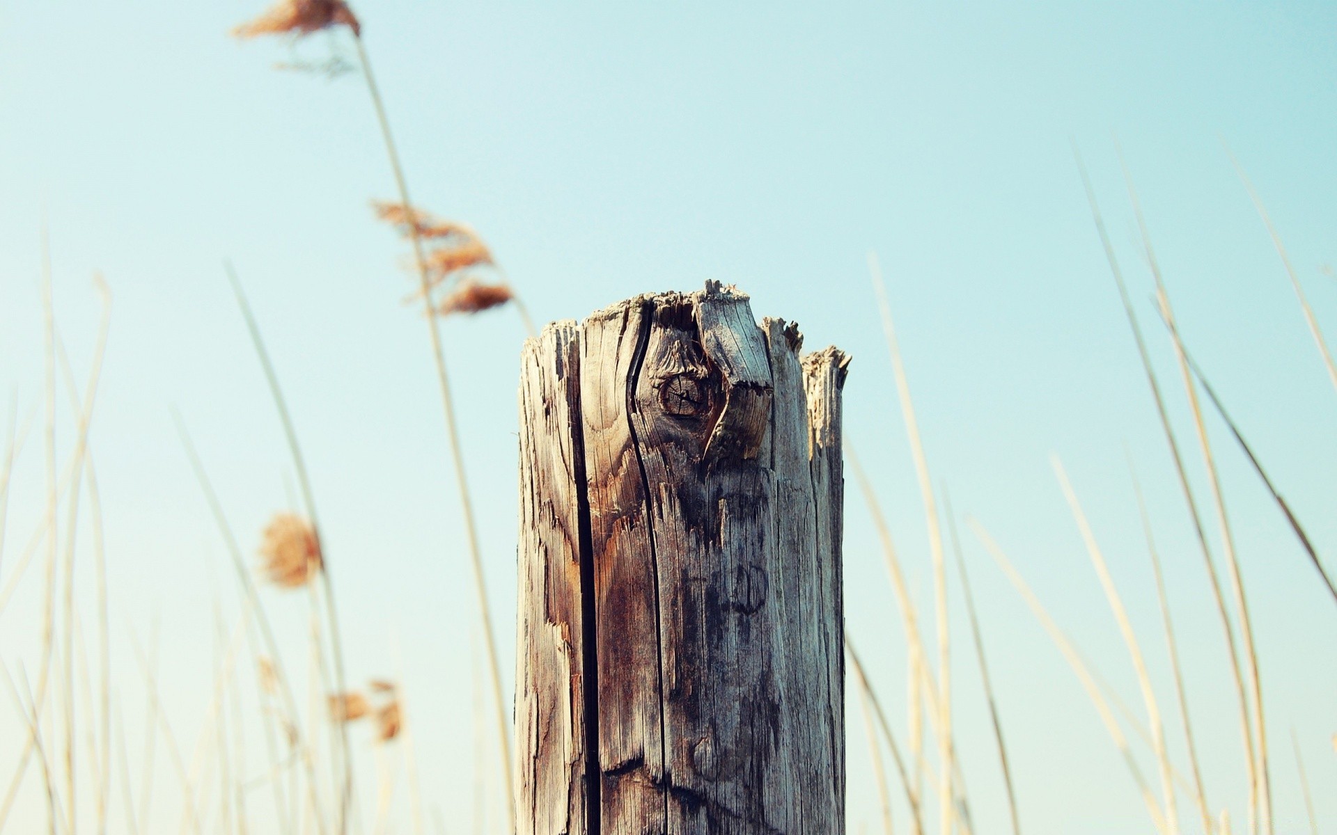 makroaufnahme sommer natur holz himmel im freien