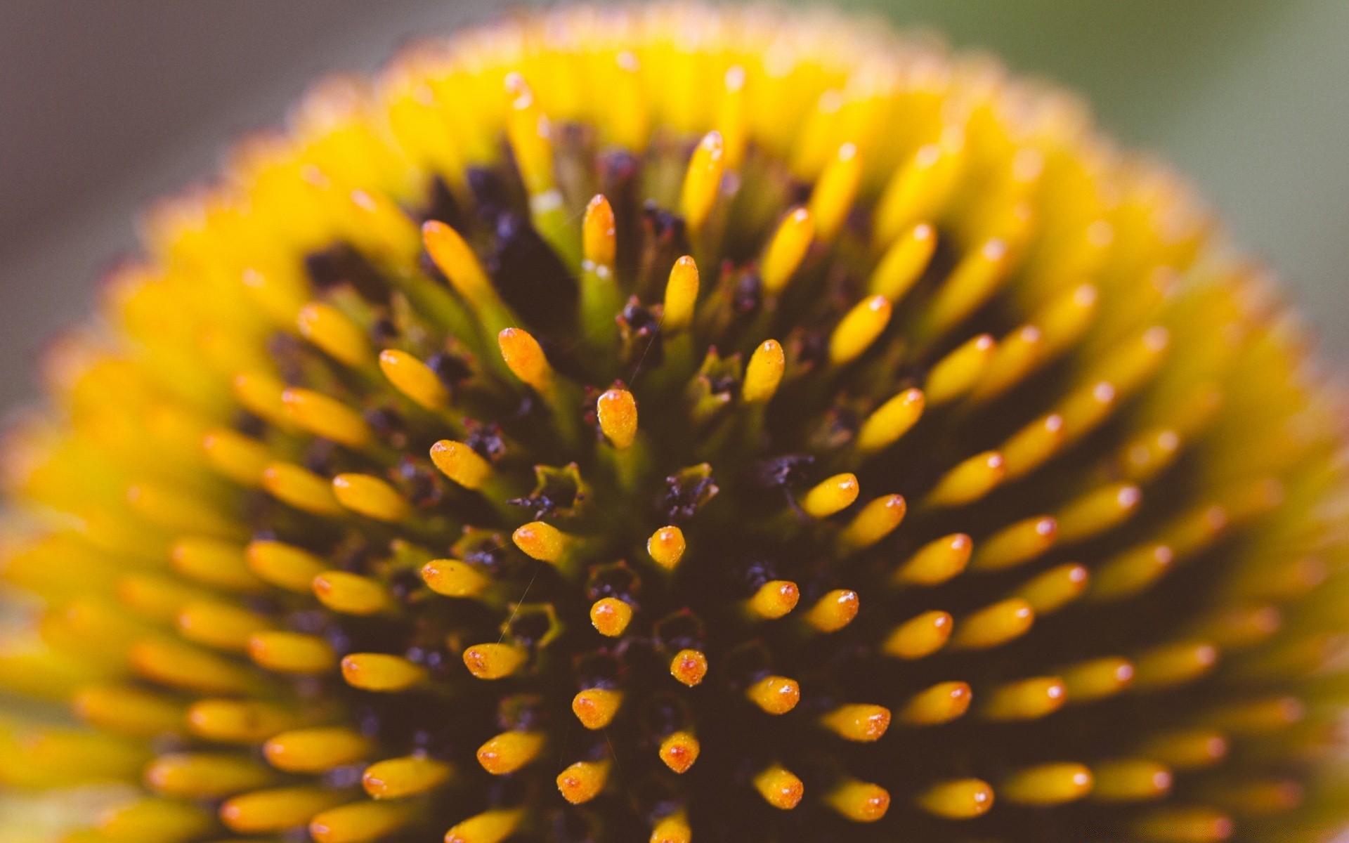 macro nature blur flower flora summer medicine