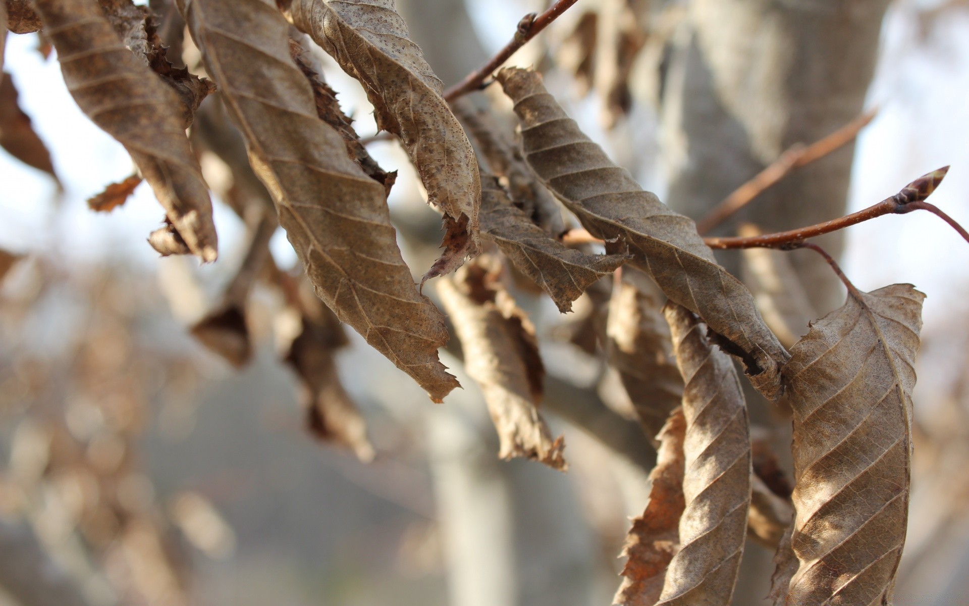 macro nature leaf outdoors tree fall wood winter wildlife dry flora close-up branch cold insect animal season