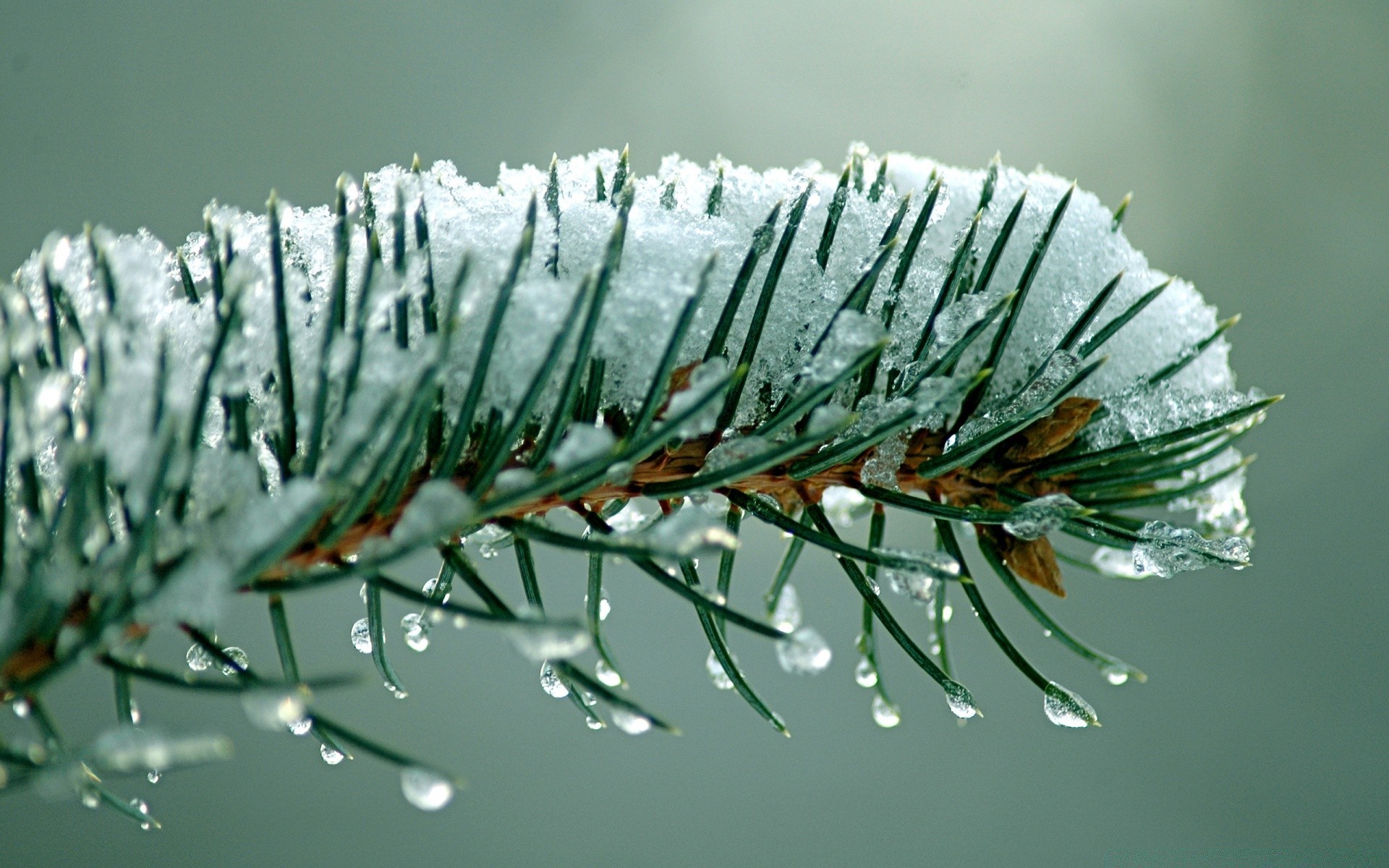 macro winter christmas nature tree needle close-up pine conifer evergreen desktop branch celebration leaf snow season frost fir