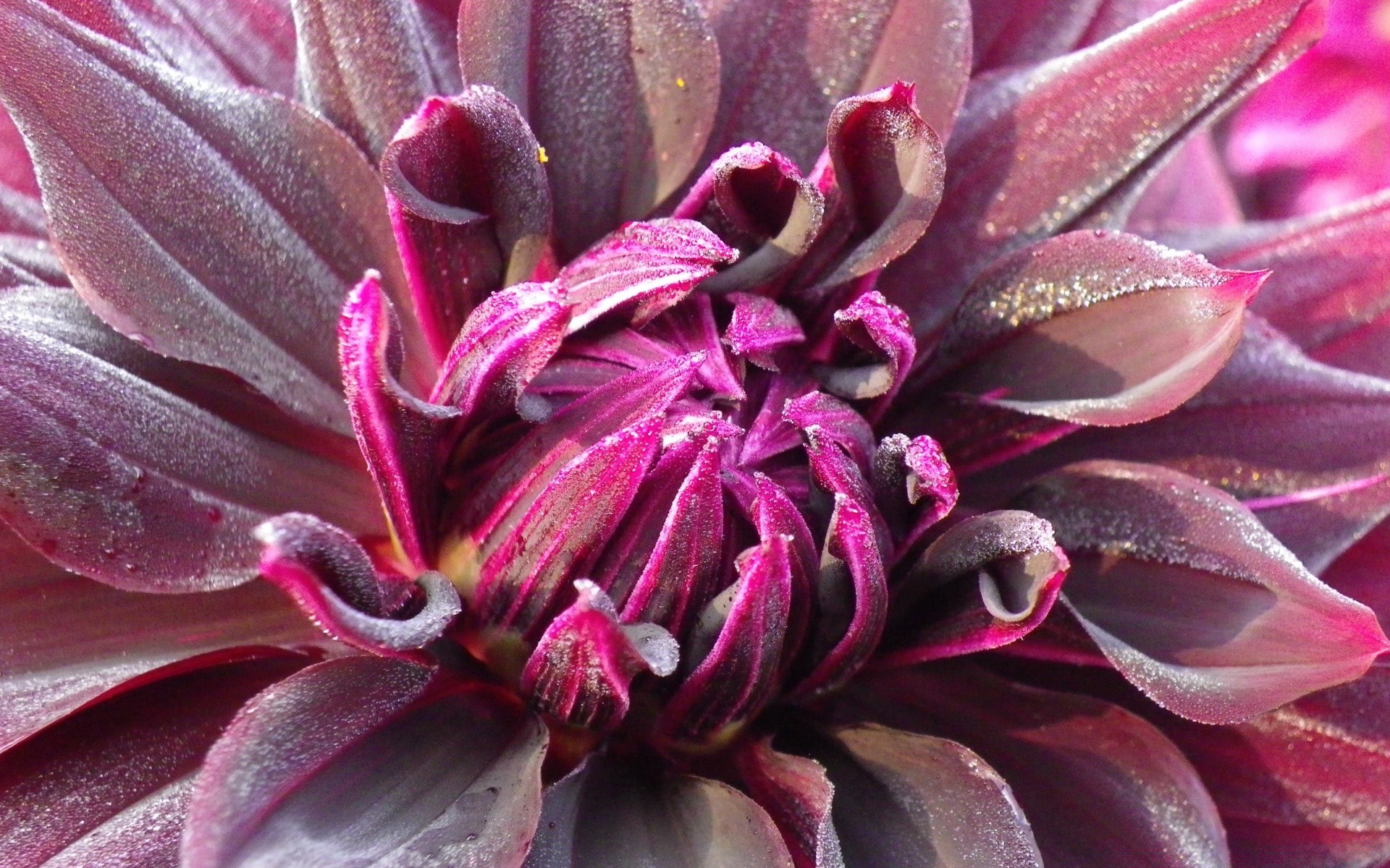 macro flor natureza flora jardim cor floral verão close-up bela folha botânico pétala blooming área de trabalho exóticas tropical textura suculenta