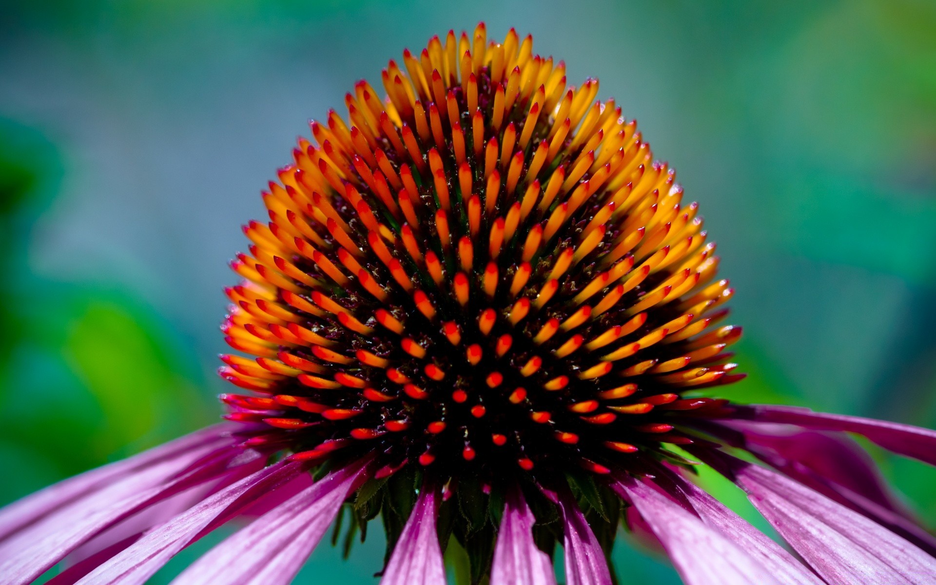 makro kwiat echinacea natura flora ogród na zewnątrz kolor lato rozmycie owad liść bylina jasne zbliżenie płatek piękne