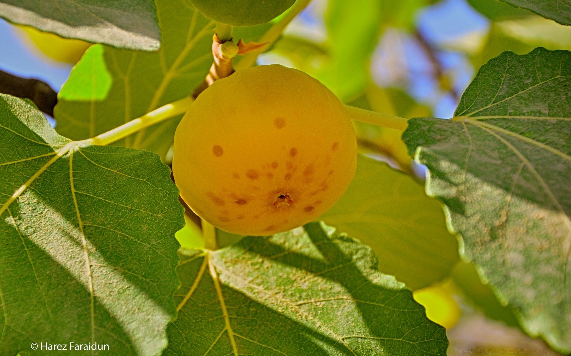 macro leaf nature fall flora fruit outdoors summer growth bright close-up food pasture branch tree color health agriculture garden season