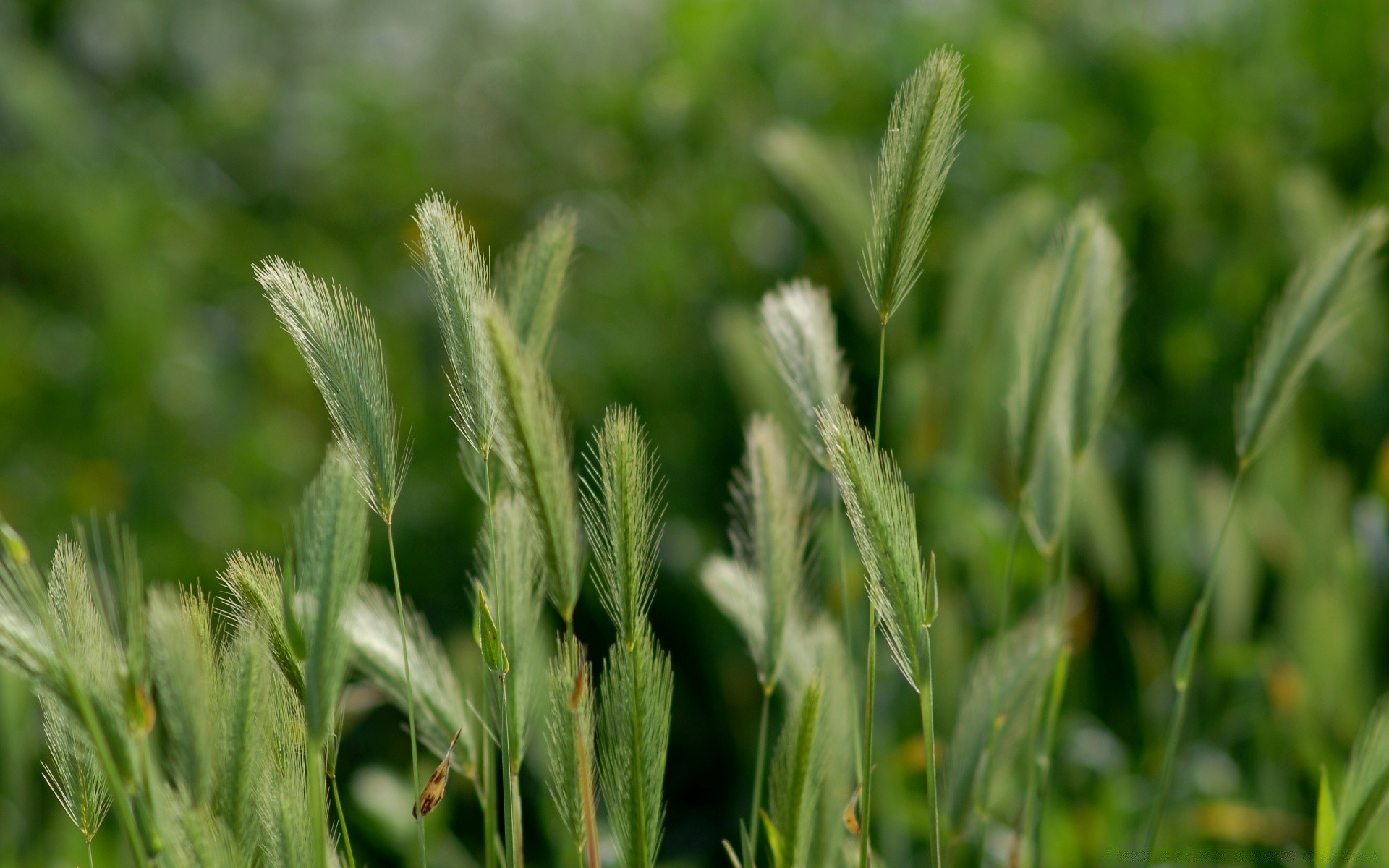 makro fotoğrafçılığı doğa yaprak flora büyüme çimen alan tarım yaz çiftlik kırsal pullar mera buğday