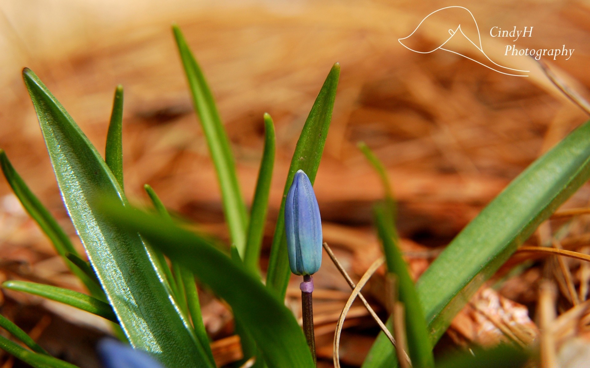 macro nature leaf flora growth garden easter grass outdoors bright season early flower close-up summer