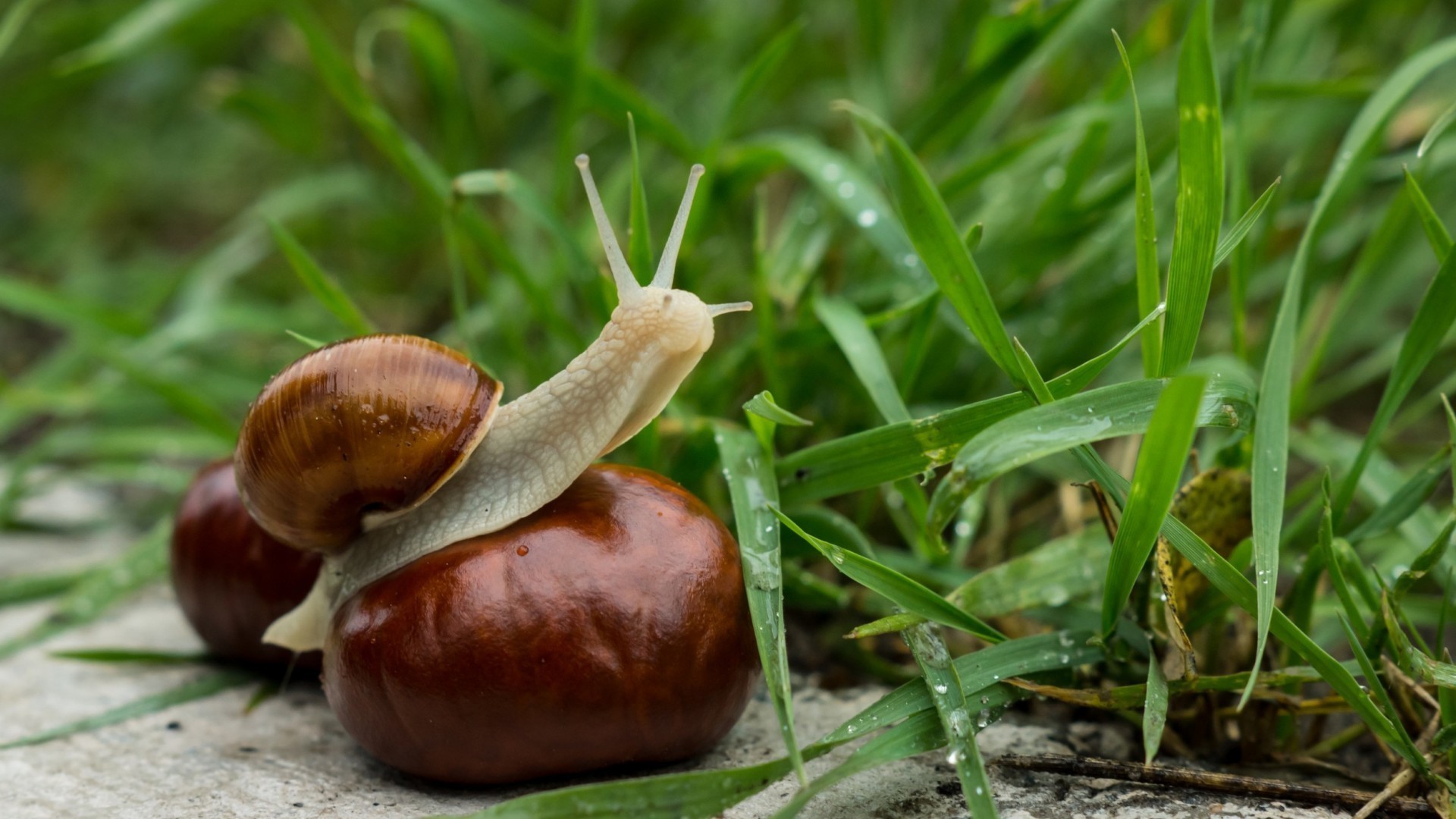 tiere natur essen herbst blatt flora gras garten bauernhof schließen desktop saison holz im freien schnecke