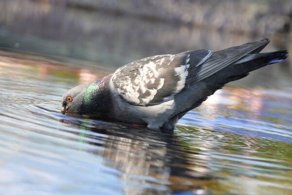 Taube trinkt aus dem See