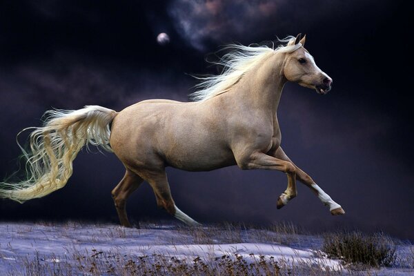 A white horse against a dark sky