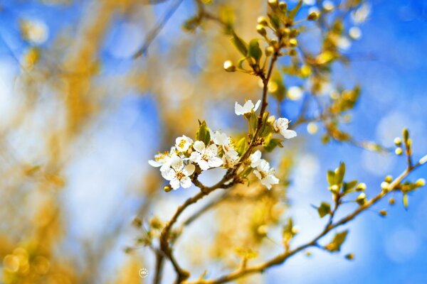 Blume auf dem Hintergrund des blauen Himmels Natur