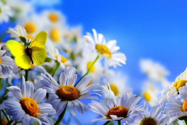 Gelber Schmetterling flattert über Gänseblümchen