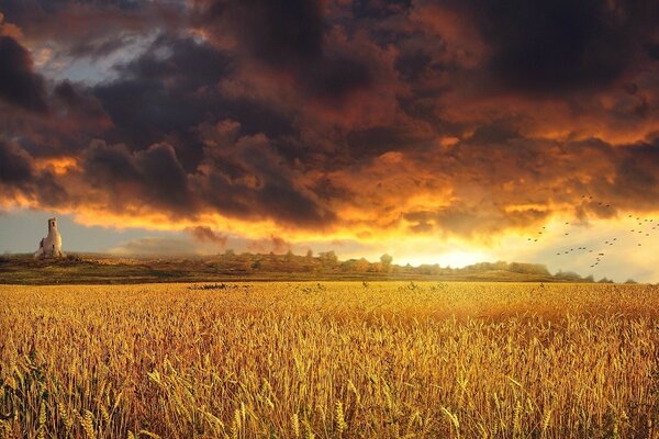 Die brennenden Schattierungen des Sonnenuntergangs im Feld