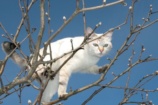 Смелая кошка на зимнем дереве