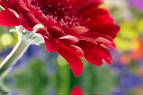 Red summer flower over the water