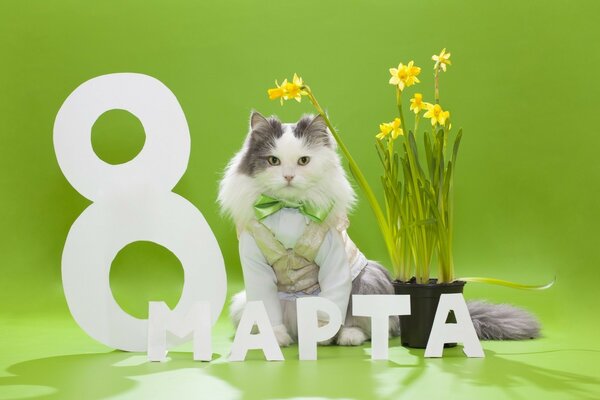 8. März in Grüntönen mit Katze und Blumen