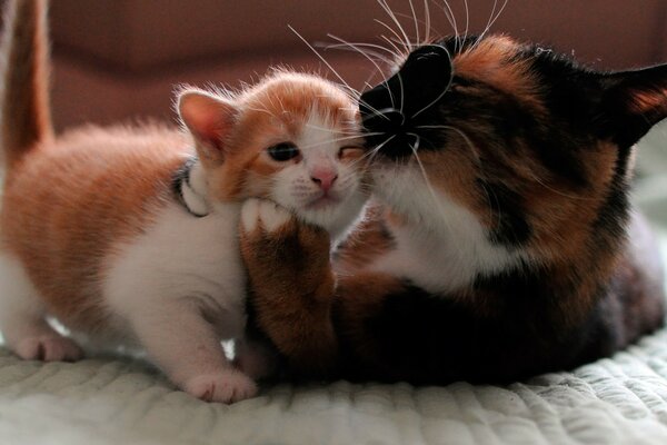 Cute cat-mom with her kitten