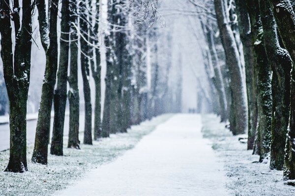 Schönheit in der Kälte des Winterparks getränkt