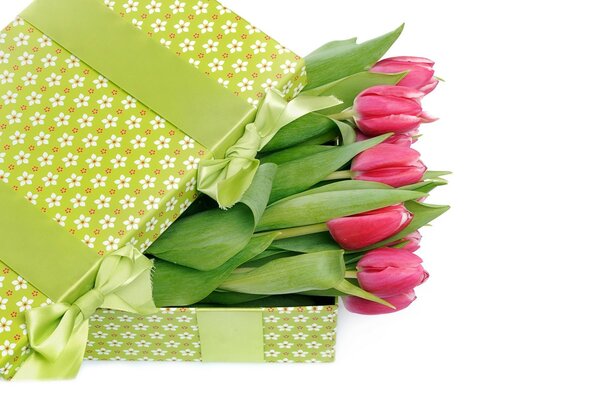 Himbeer-Tulpen in einer grünen Box