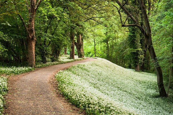 Der grüne Wald und seine Schönheit sind in unseren Augen