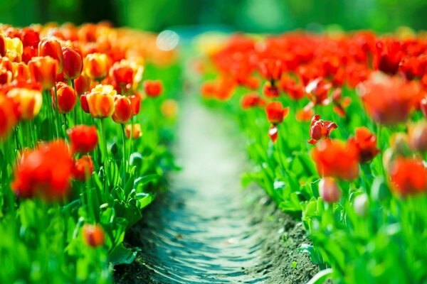 A field of beautifully growing flowers