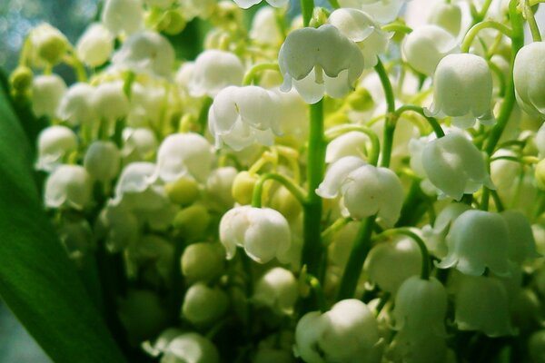 Bouquet of lilies of the valley, nature and summer