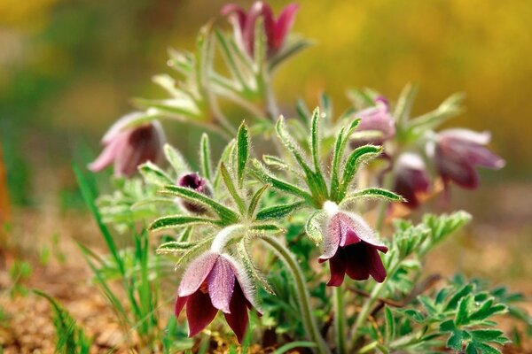 Rote Blüten mit grünen Blättern