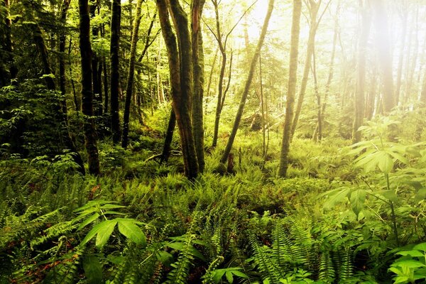 Wald Bäume Natur heller sonniger Tag