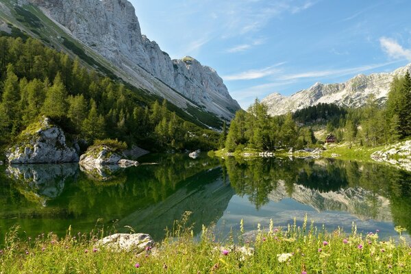 Hermoso lago en las montañas rodeado de árboles