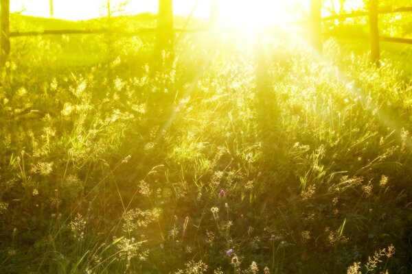 Lumière du soleil sur le champ d été