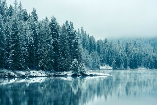 Bellissimo lago boscoso in inverno