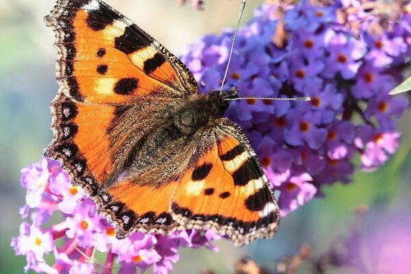 Beau papillon sur les fleurs de pinceau lilas