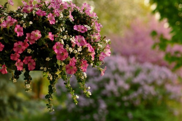 Jardim florido, flores cor-de-rosa em um vaso e em um canteiro de flores