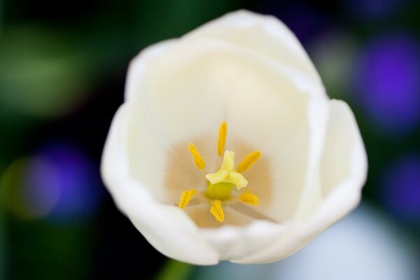 Makrofotografia. Natura. Biały kwiat. Flora