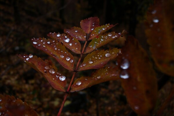 Foglie color ruggine bagnate