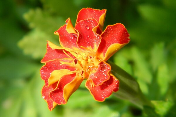 Macro photography of a red carnation on a blurry background