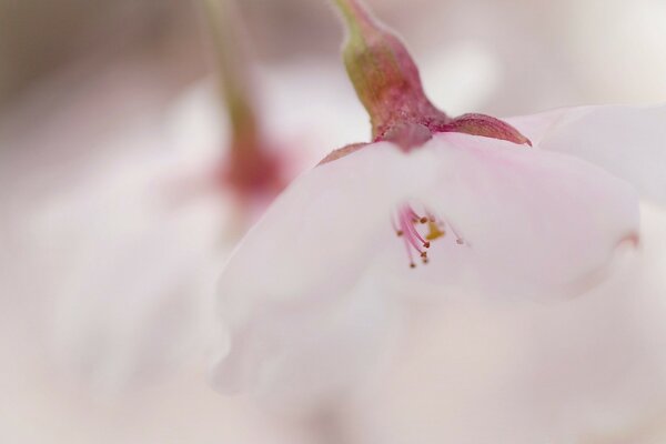 Makrofotografie. Weiße Blume. Zärtlichkeit