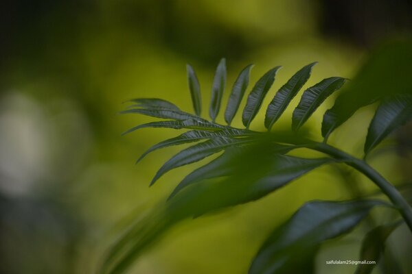 Macro d une feuille sur un fond flou