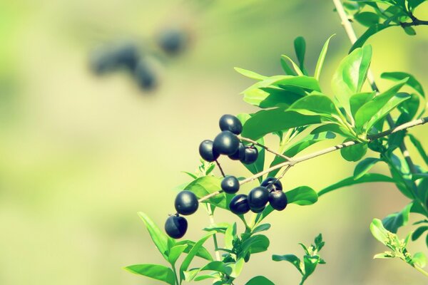 Flowering of summer berries bush