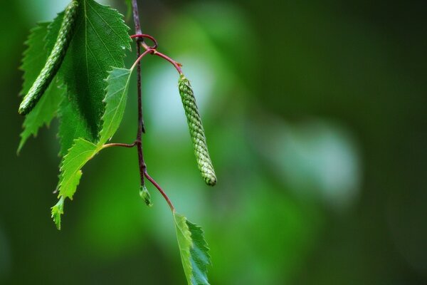 Macro photography of a branch with green leaves