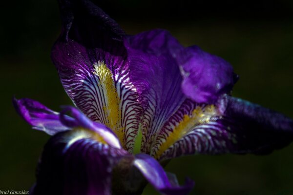 Lila Blume mit gelbem Einstich auf schwarzem Hintergrund