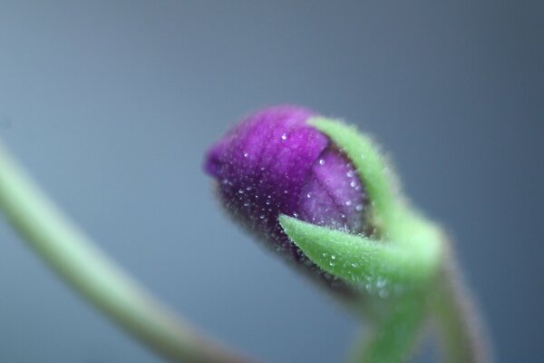 Fotografia macro di un bocciolo di fiore viola