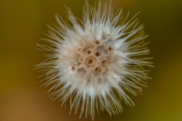 Cabeças de sementes de Gaillardia