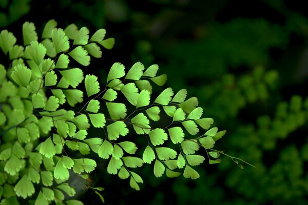 Folhas de árvores de cor verde brilhante