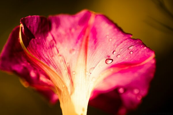 Petunia nella rugiada macro estiva