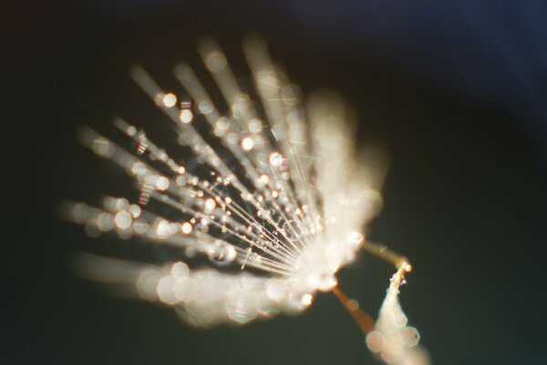 Macrofotografía. Fuegos artificiales. Desenfoque. Belleza