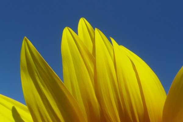 Macro fotografía de tulipán amarillo en verano