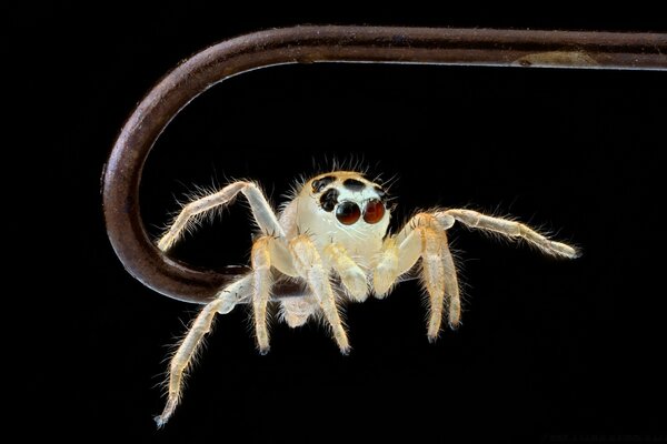 Süße Spinne sitzt am Haken